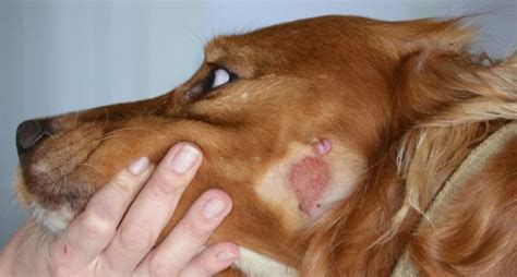 Чем лечить чумку у собаки