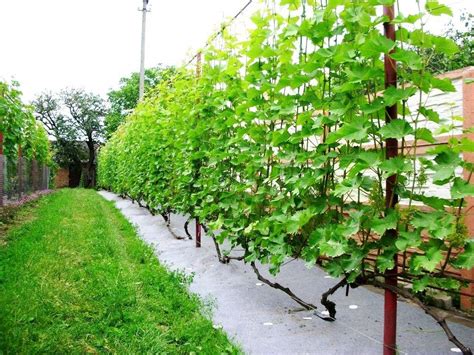 Чем подкормить виноград в июле в подмосковье в открытом грунте